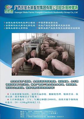 中央財政230億力挺農(nóng)業(yè)規(guī)模經(jīng)營，生豬邁進全國質(zhì)量安全追溯新篇章